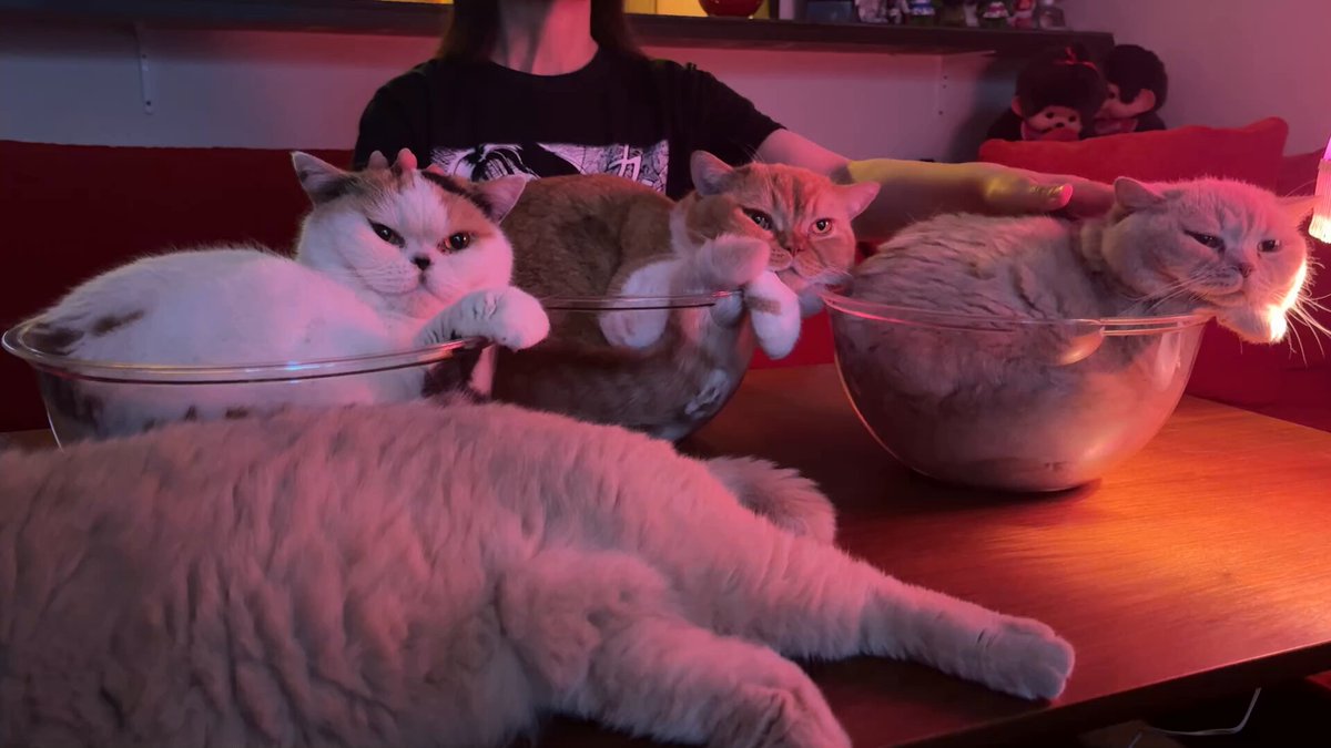 ✨ 猫汁✨ hqdefault.jpg