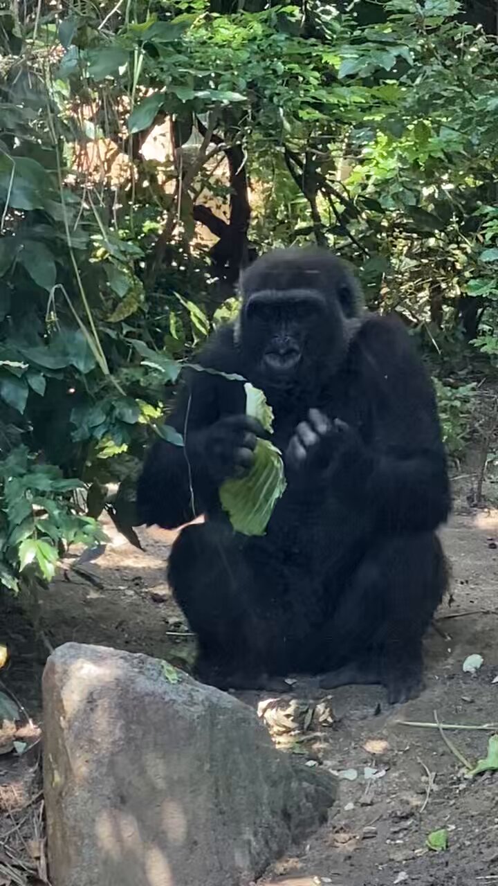 ゴリラ🦍 - অনুসন্ধান / X