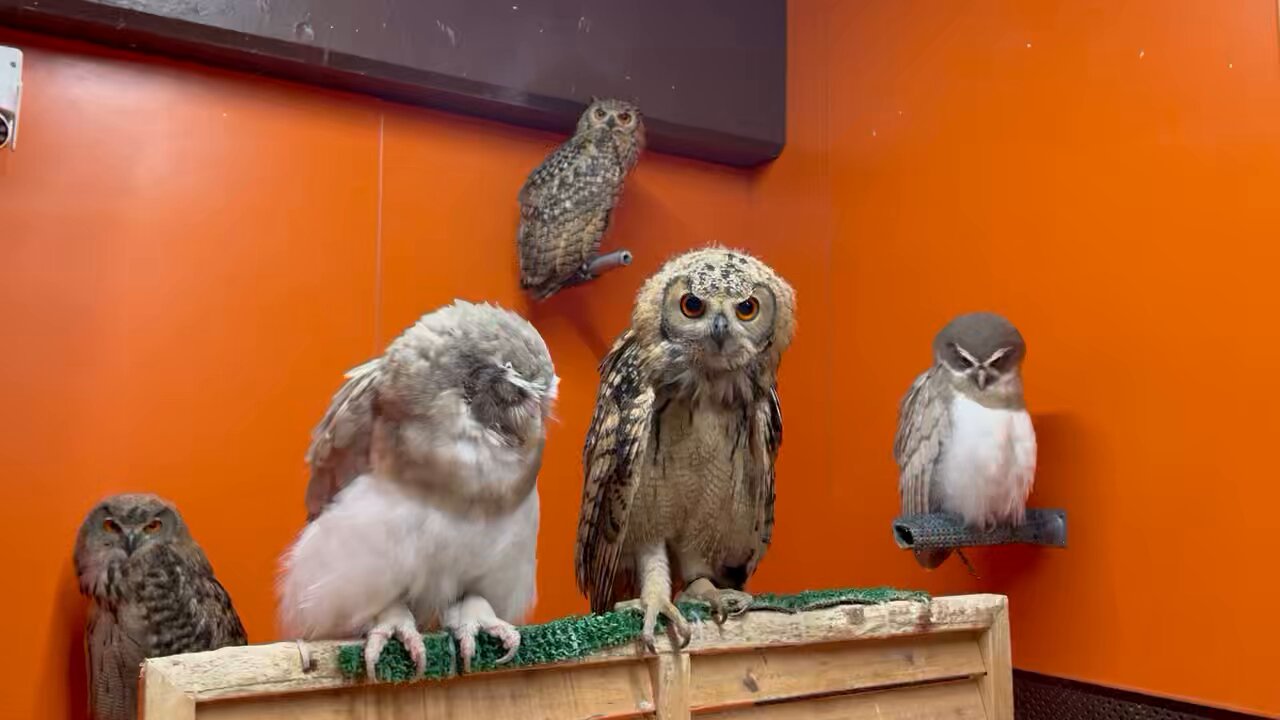 シロフクロウ🦉とカラス🐦‍⬛の下僕 on X: 