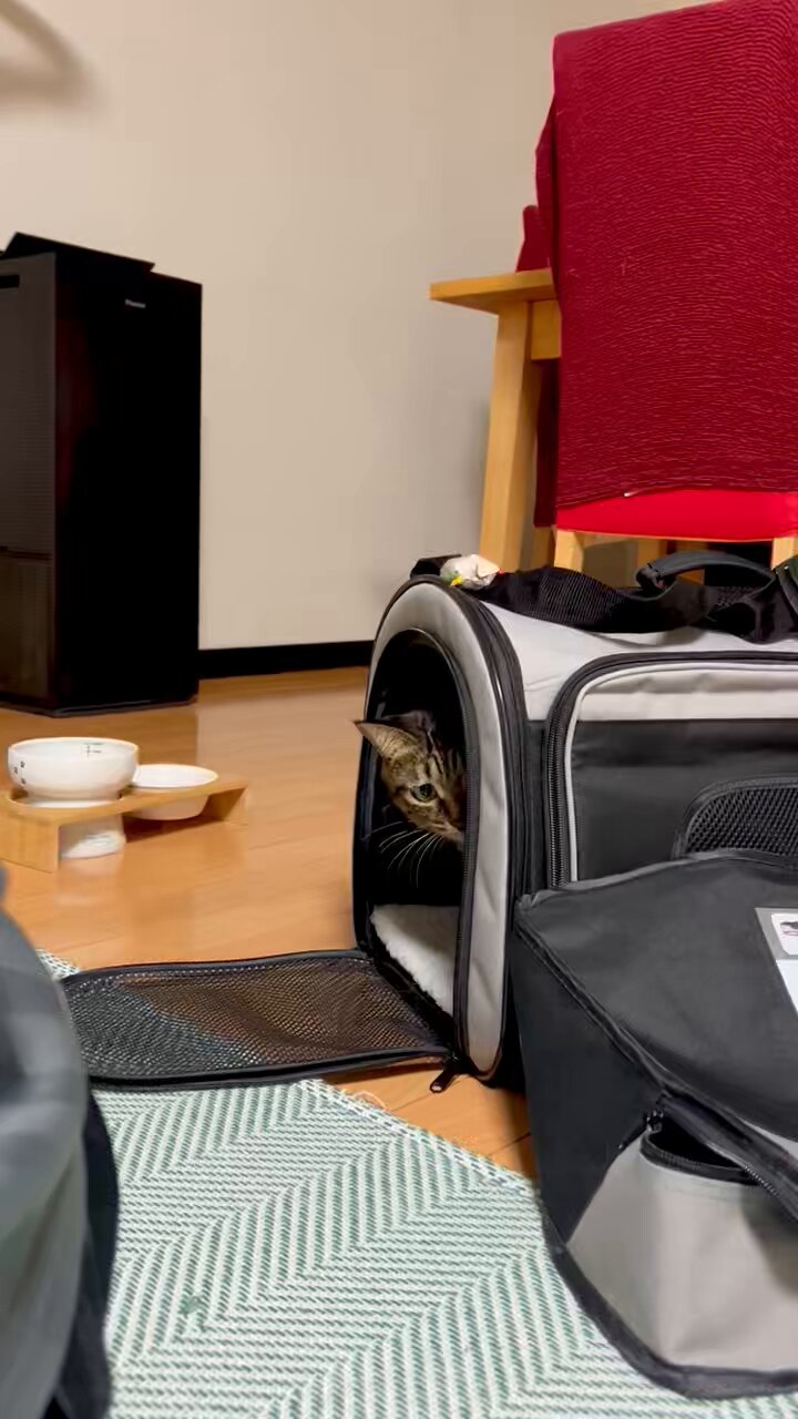きじとら キジトラが可愛いと思う人🙌 はーいฅ(´ω` ฅ)ﾆｬｰ🐈