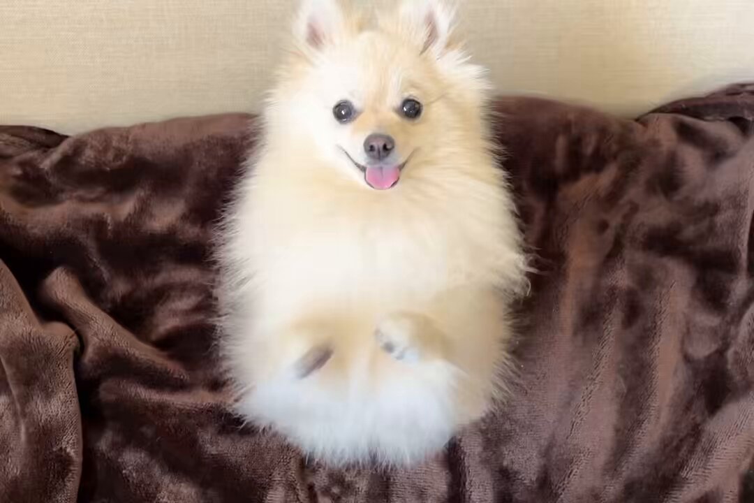ポメラニアン𖤣𖥧𖥣𖡡おこめ on X: 