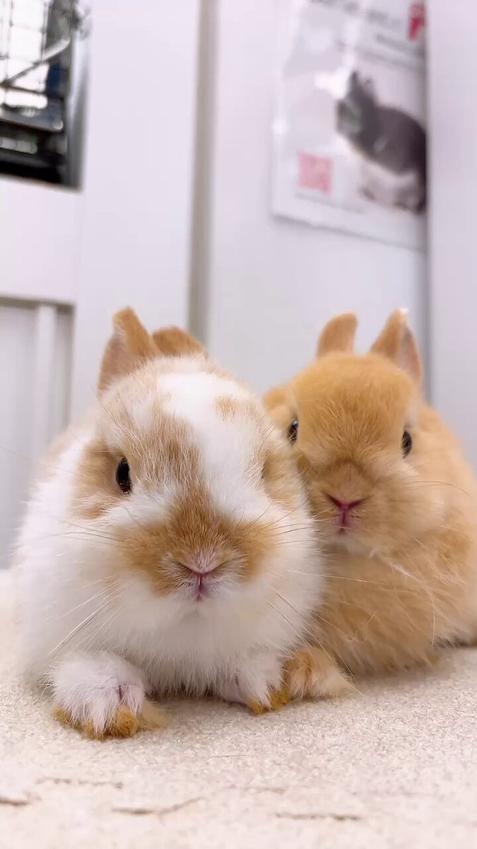 すがはら ゆうたとあのうさぎSHOP🍏🐰 on X: 