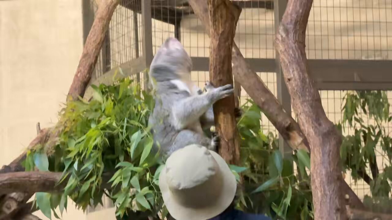 あすか🐸🐨 on X: 