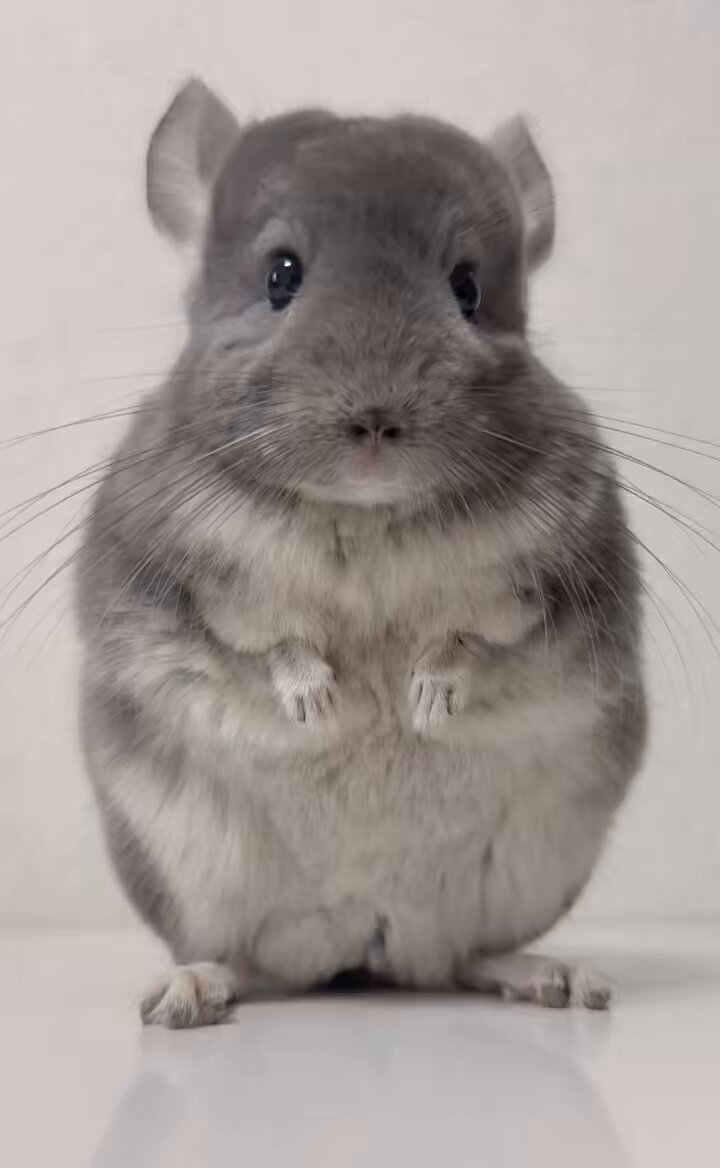 naoちゃん様専用♡14kgf