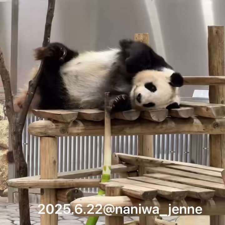 なにわじぇんぬ on X: 
