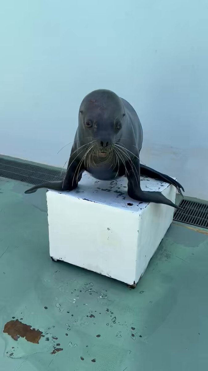 オウオウアシカ オウオウアシカ カリフォルニアアシカ | 動物図鑑 | ZFC.jp