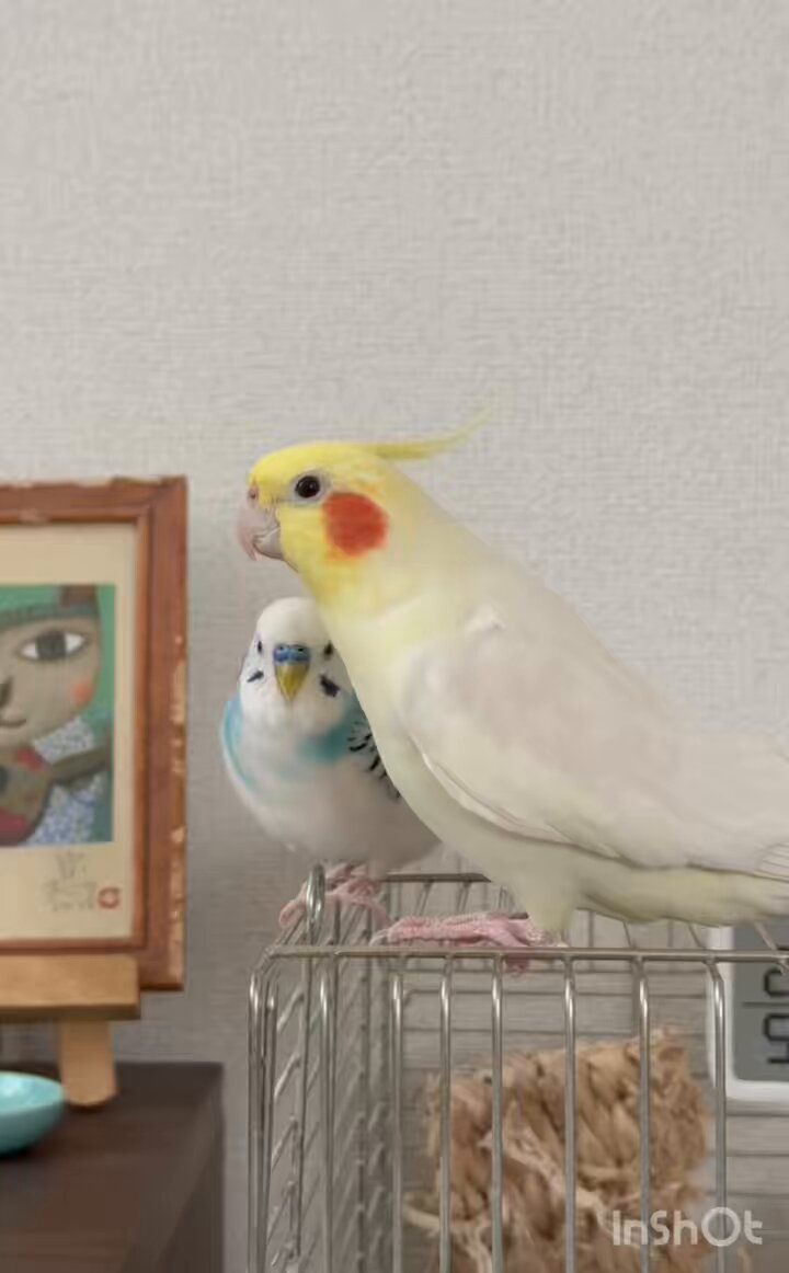 Z ナチュラル オカメインコ 4.5kg | こんぱまるオンライン