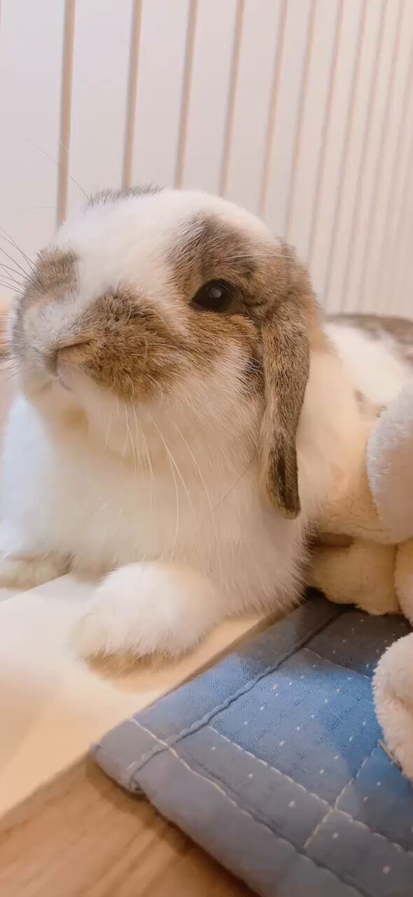 うさぎのうさじ on X: 