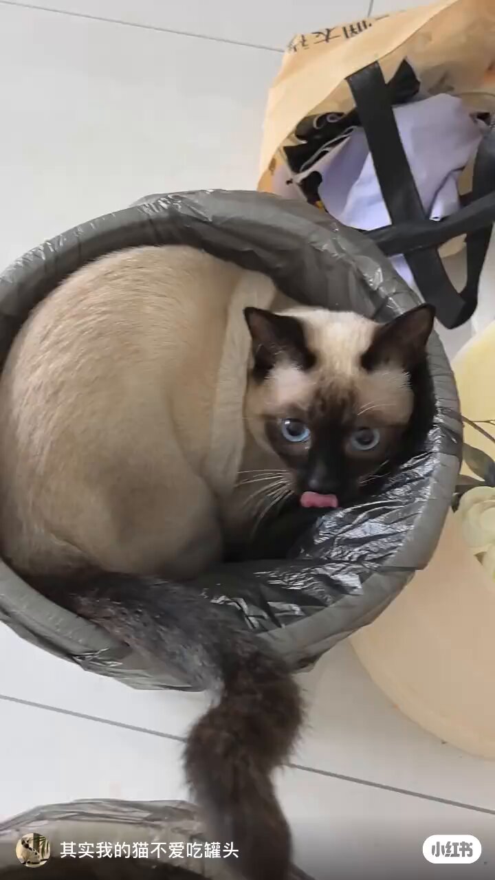 🐈‍⬛🐈 小小的我on X: 