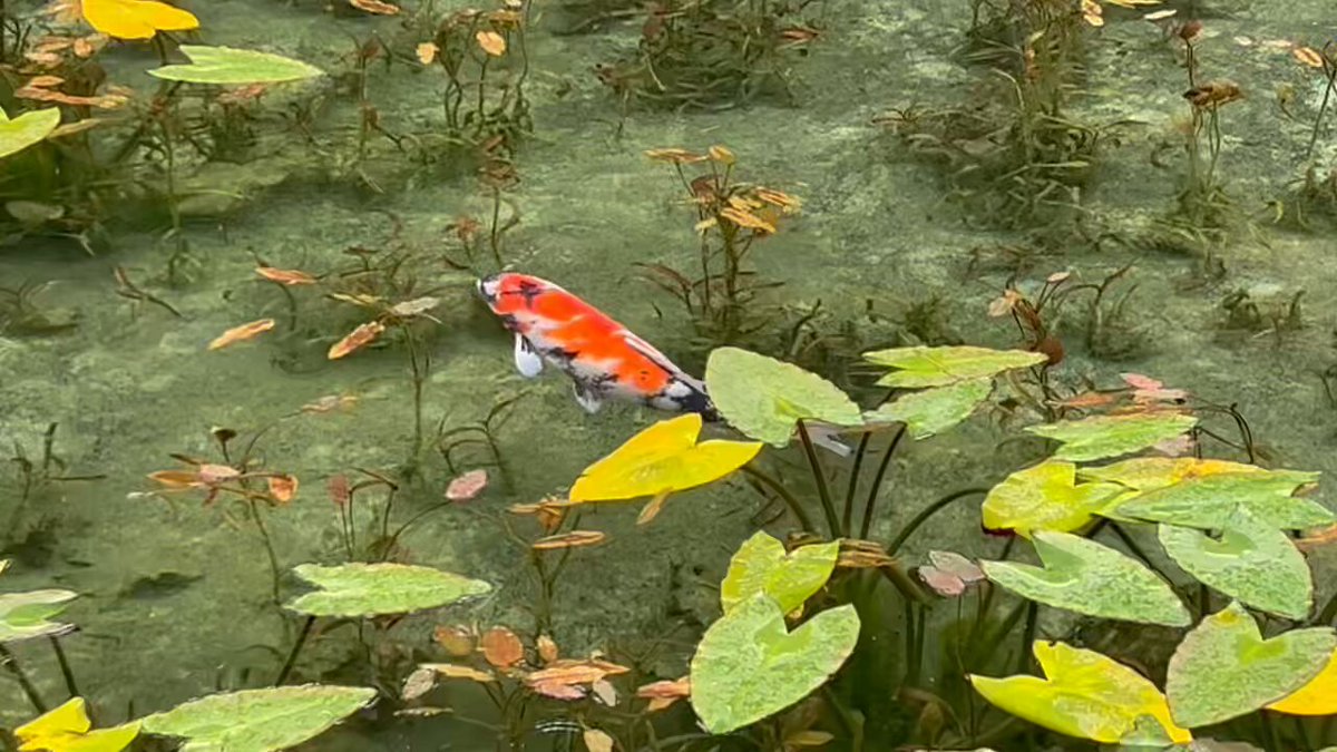 【モネの池】 名もなき池 透明度抜群の通称モネの池🎶 もし鯉になったらココの