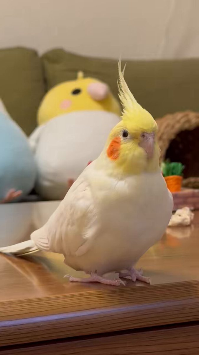 mitsuくうまる🐤🐦🦫 on X: 