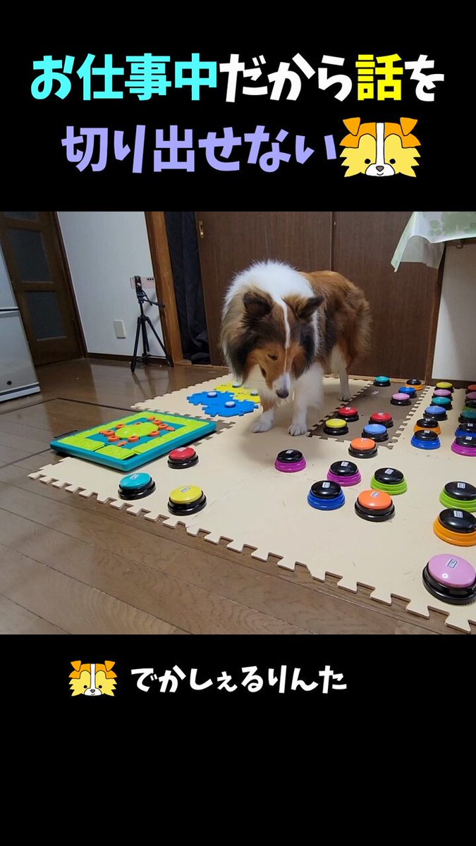 りんた Talking Dog Rinta - YouTube