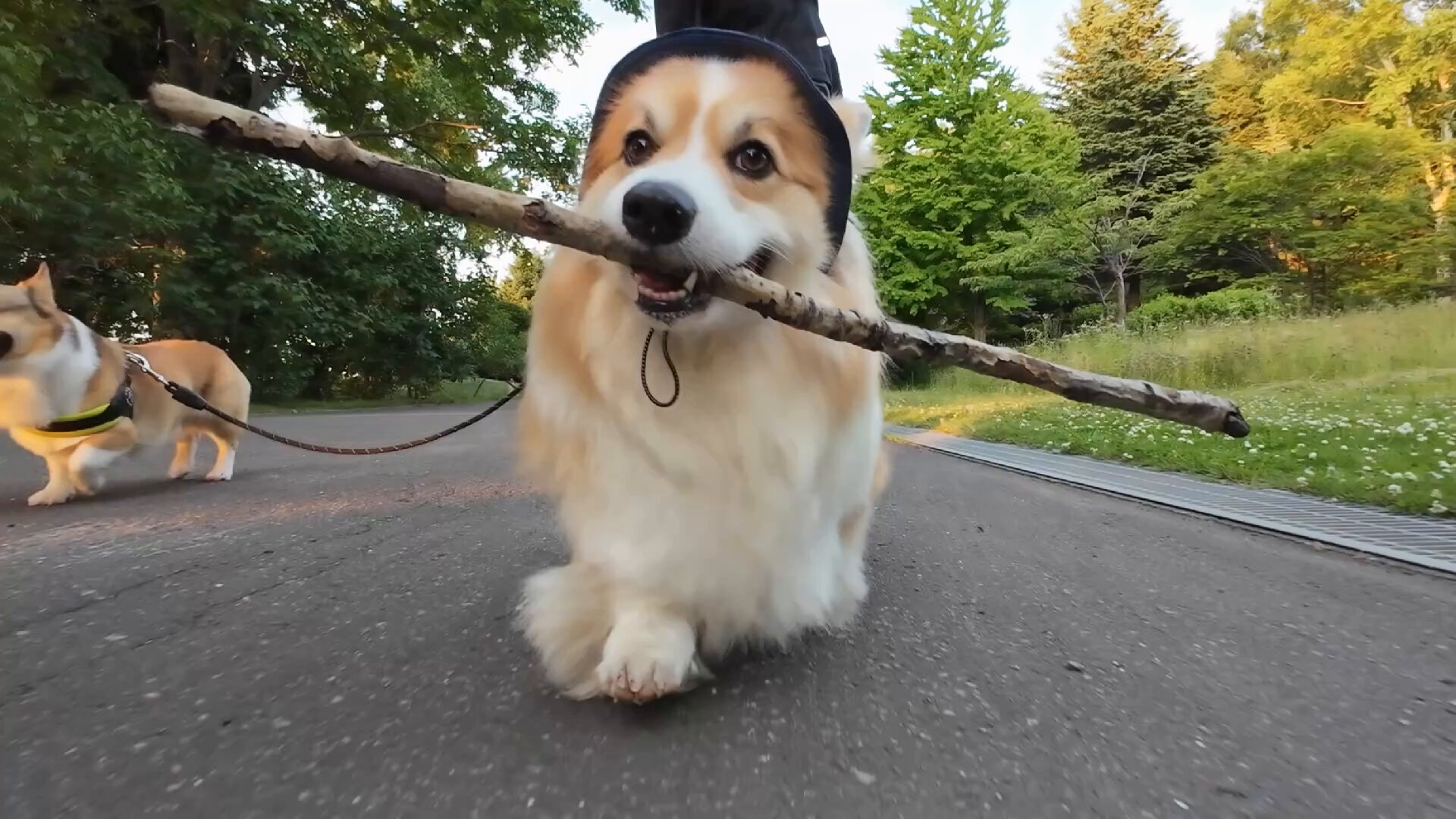 コスモスコーギー Seriaで発見👀 コーギー🐶柄 他にもたくさん種類があるみたい