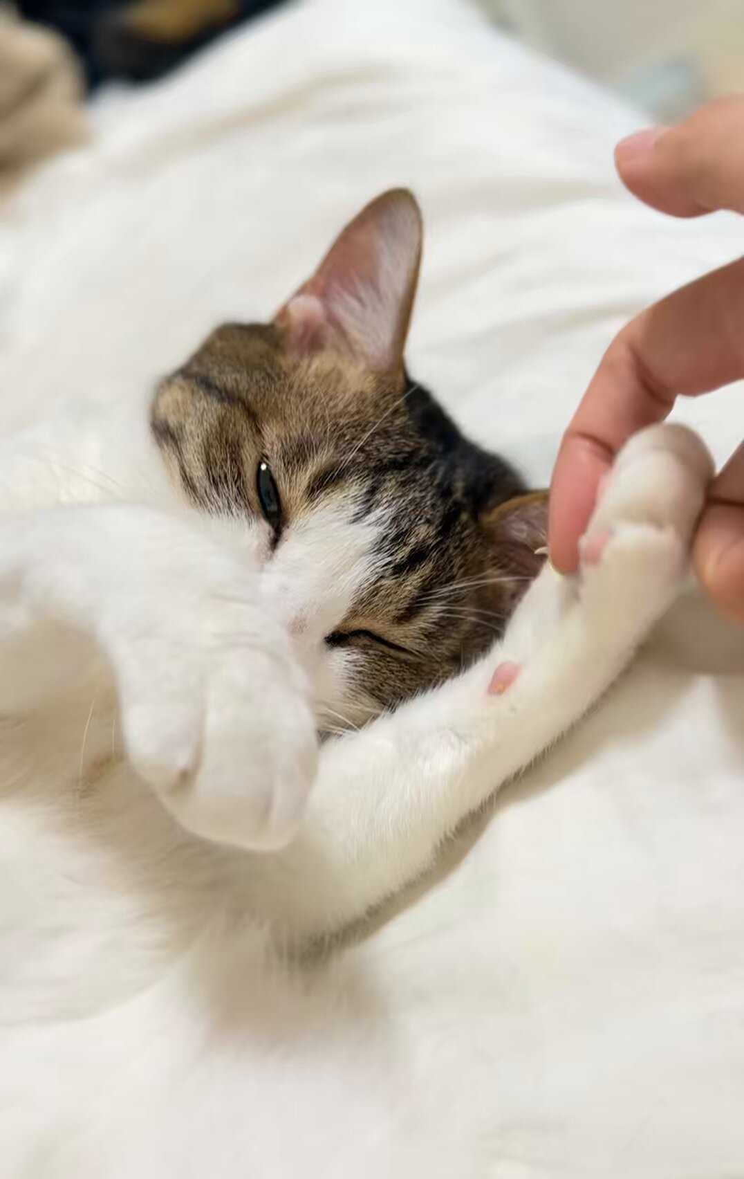 くまねこ🧸🐈 (@kumaneko_00) / X