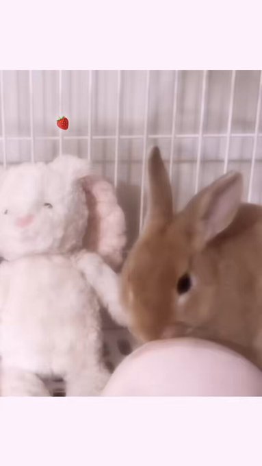 IDOLcafe＆Bar くえすちょん？のツイート