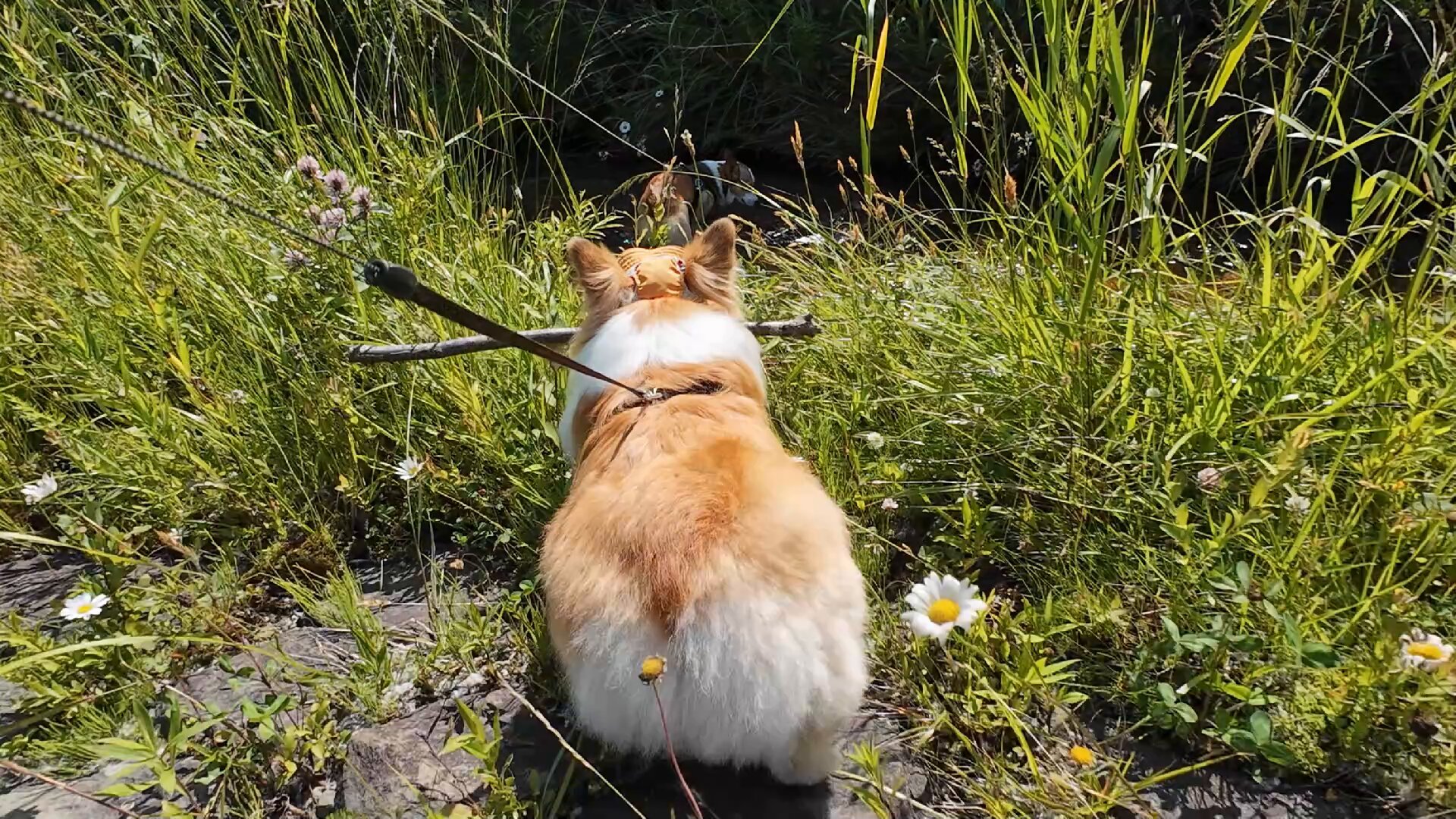 コーギー犬もこすけ on X: 