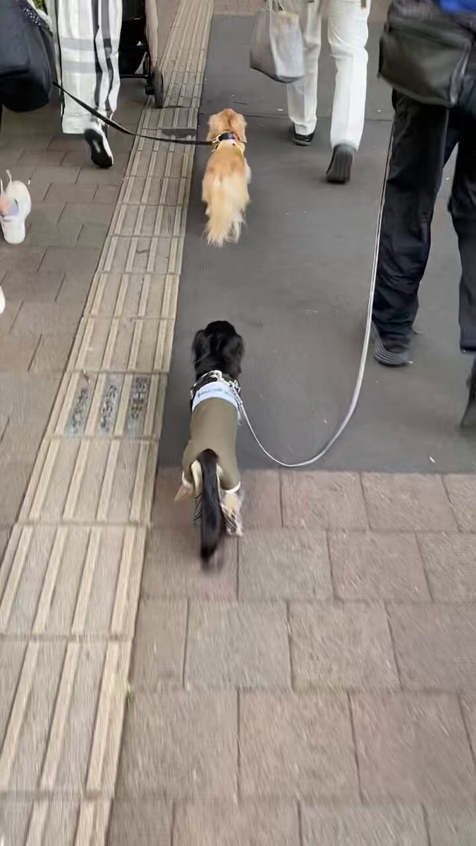 花ちゃん 0121113303_678f075f5125f.png