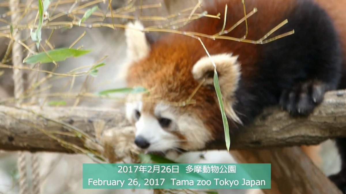ぷうあ様専用「まったりレッサーパンダ」「雀とキジトラ猫さん