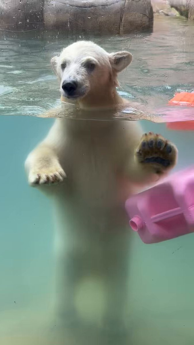 ワタナベレイコさん シロクマ 高橋昭子 | ・ 「シロクマとぼく」2024🐻‍❄ #polarbear