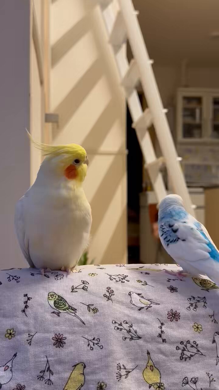Z ナチュラル オカメインコ 4.5kg | こんぱまるオンライン