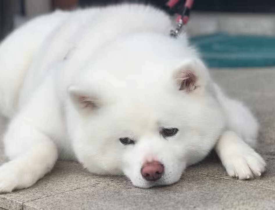 海さん専用 馬と犬とひまわり やけ
