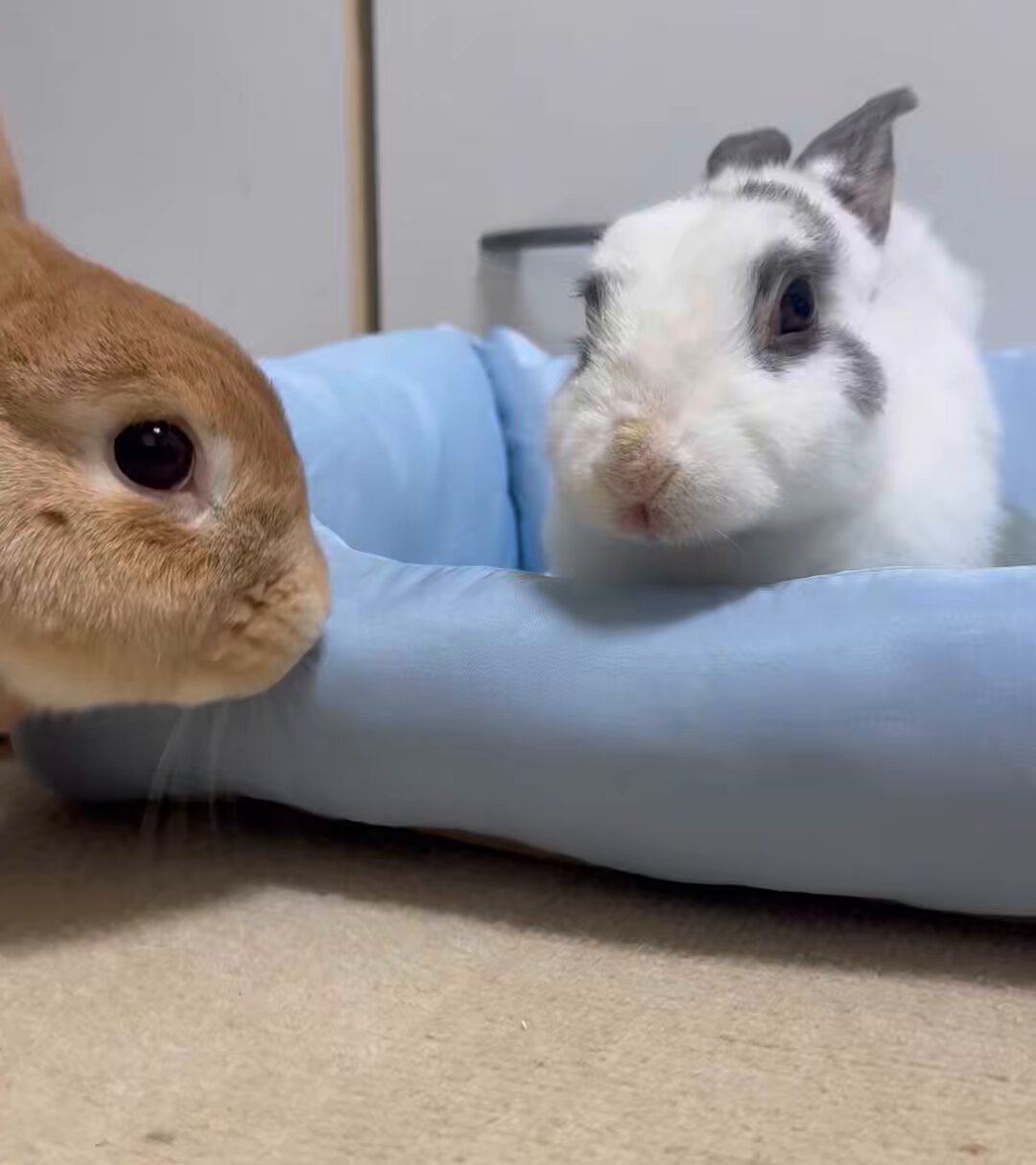 うさぎもち on X: 