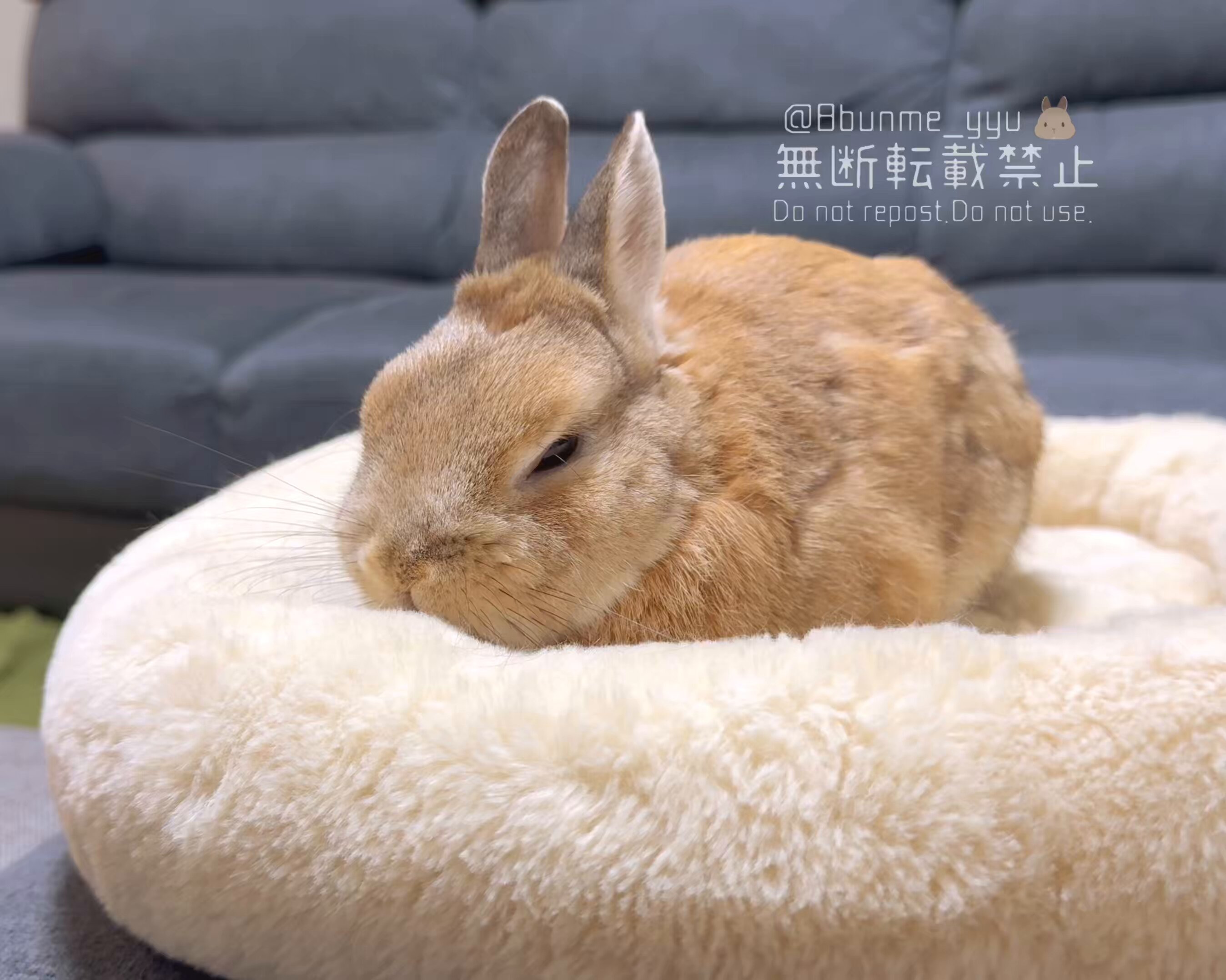 うさぎのうい🐰 on X: 
