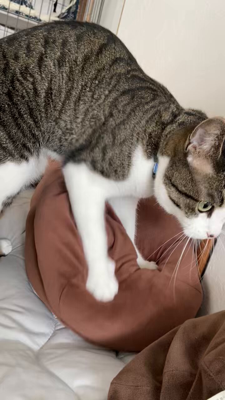 超人気 青猫 on X:  ウェア
