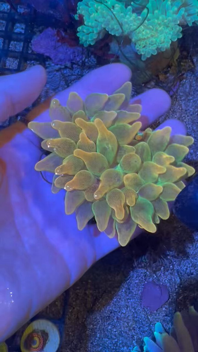 ベビーグッズも大集合 寒川水族館 on X:  海水魚用品
