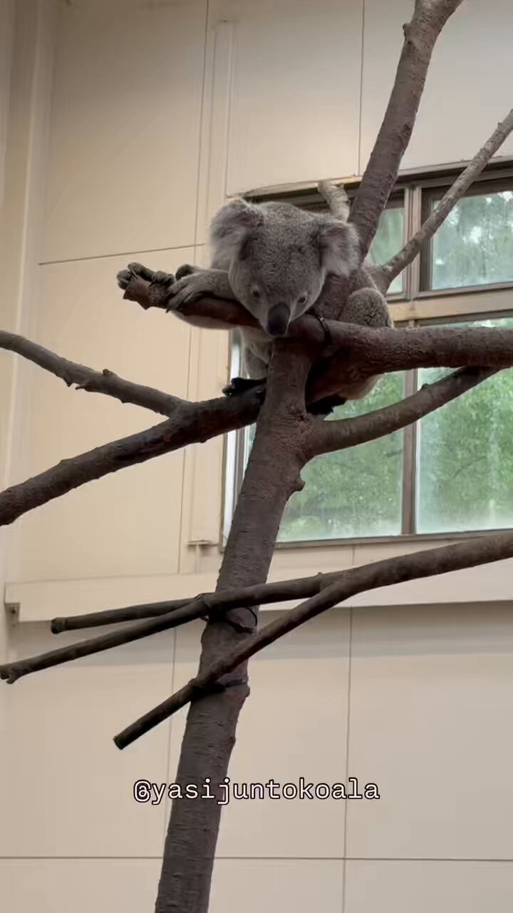 yasijun🐨🐨🐨コアラーイラストレーター on X: 