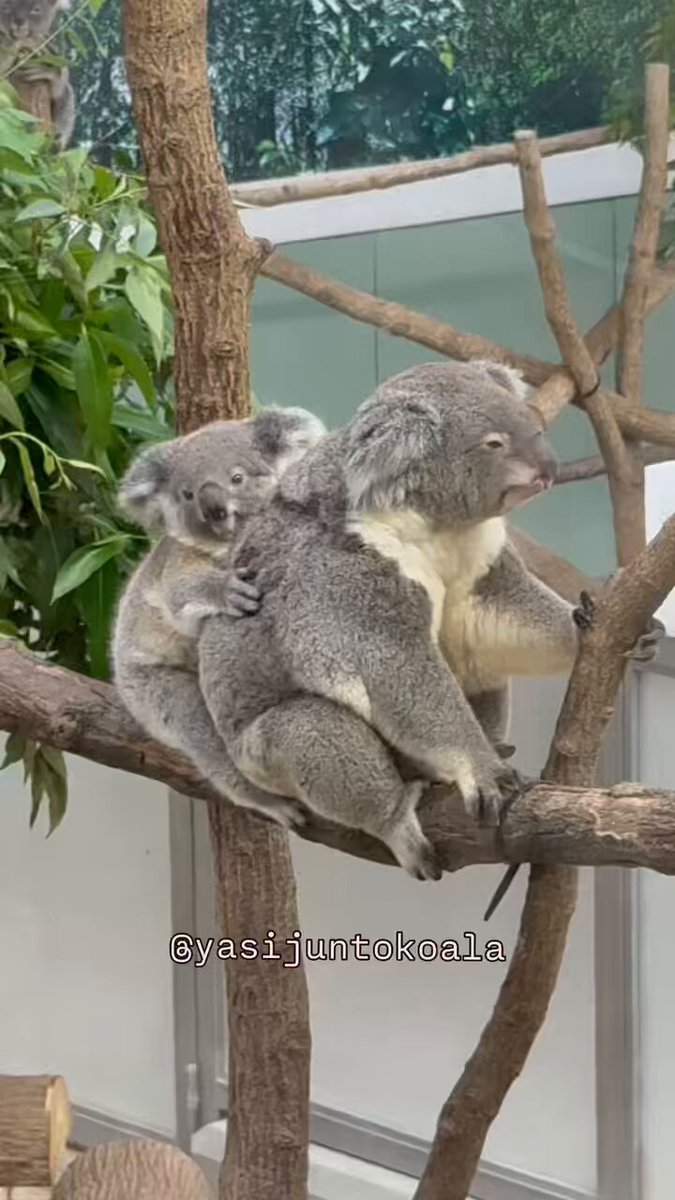 yasijun🐨🐨🐨コアラーイラストレーター on X: 