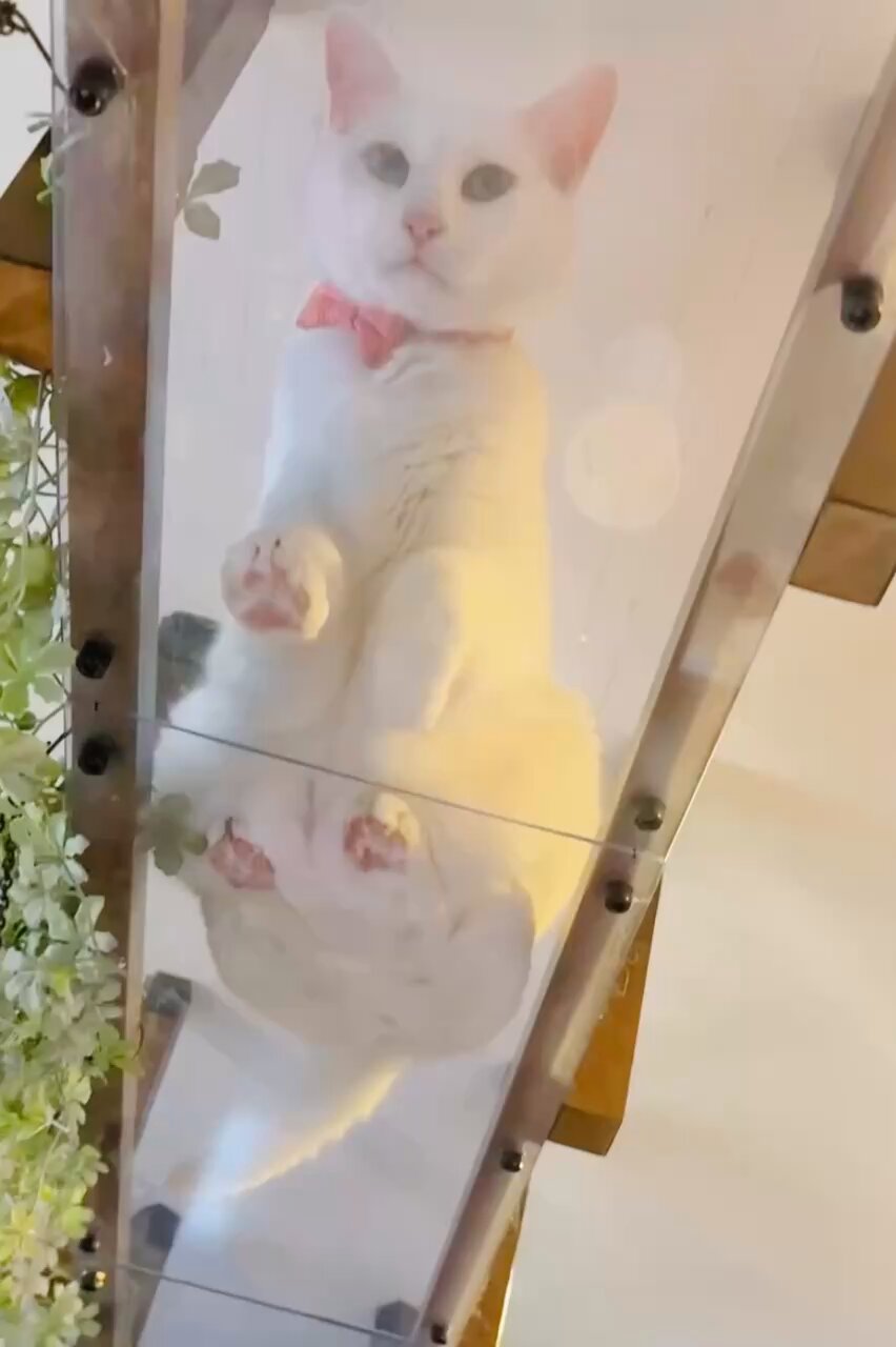 260g～370g 3匹子猫がやって来た | サクラねこ名古屋