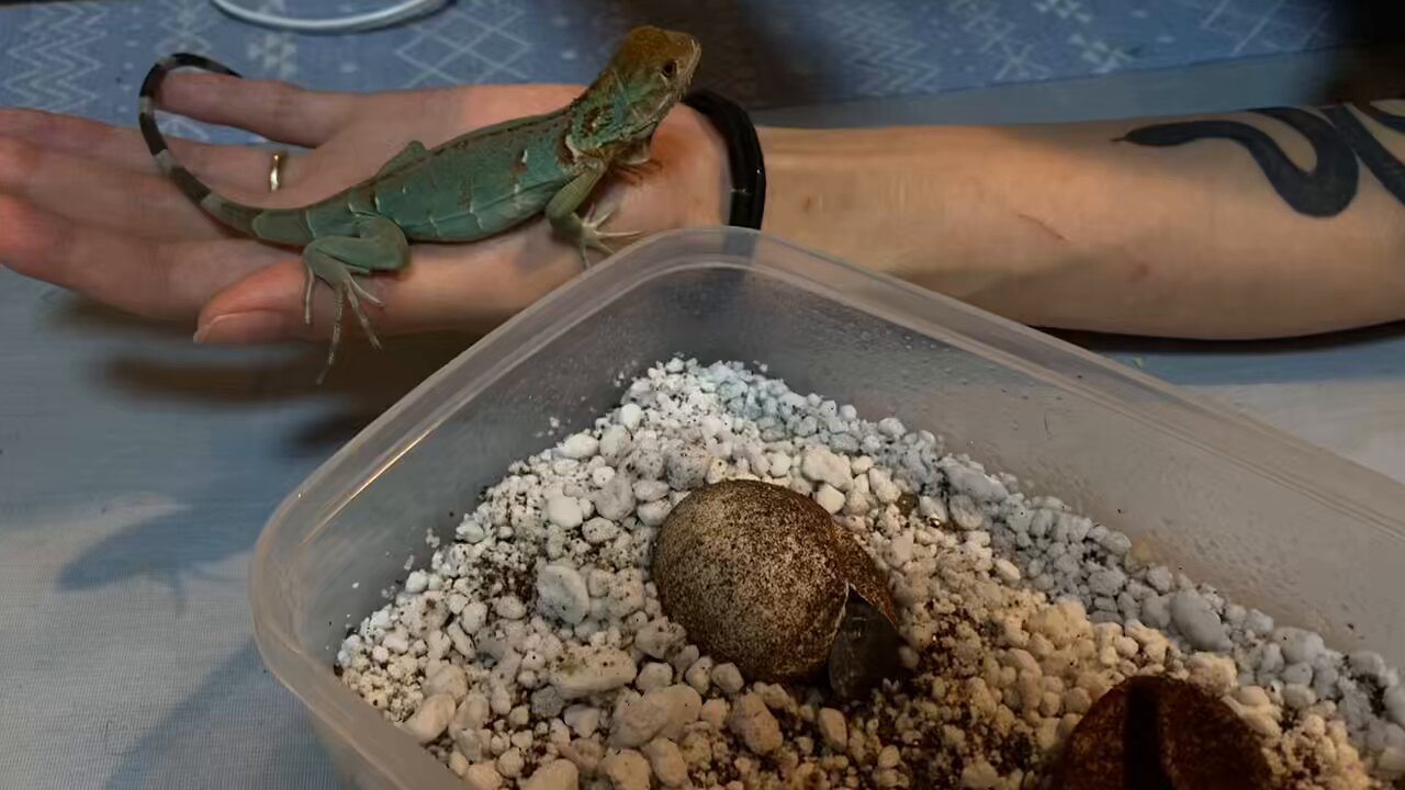 ♡イグアナ大好き♡ページ♡♡ イグアナ (@V_ig_V) / X