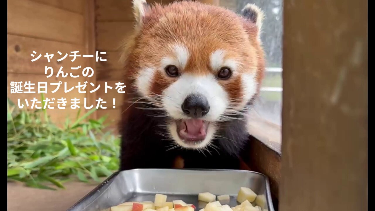りんごページ ゼラニウム：リンゴ2000花色ミックス3.5号ポット 3株セット の
