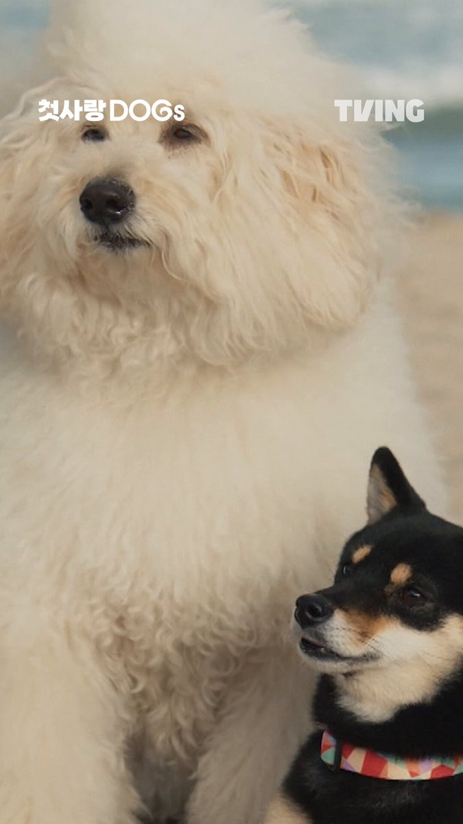첫사랑DOGs 스틸컷