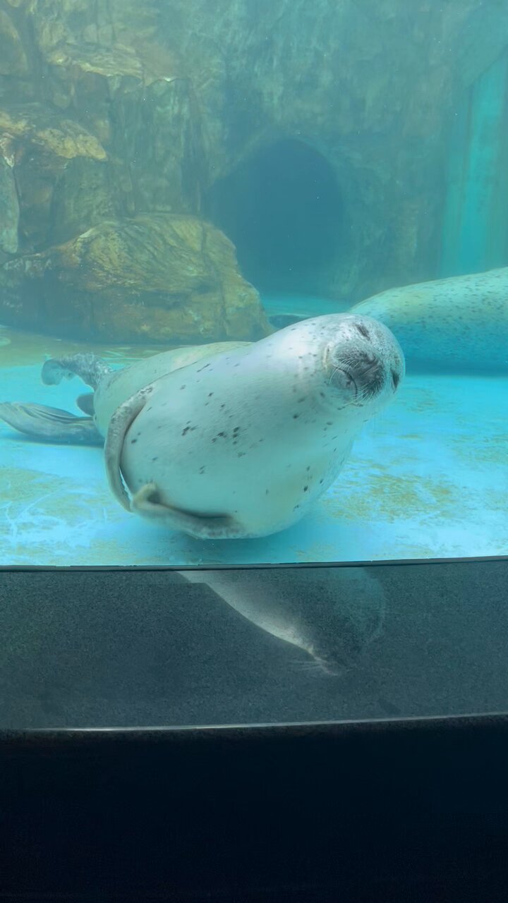 ちゃんちゃんまる | ディズニーいったときの🎶 | Instagram