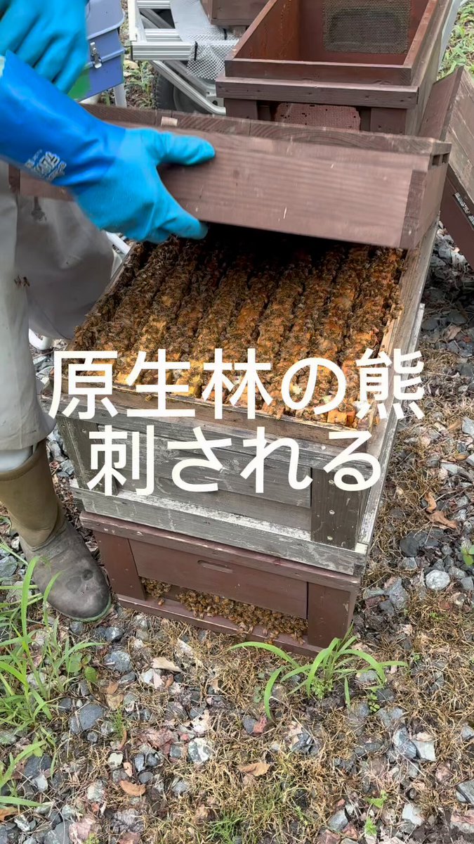 原生林の熊工房【公式】 – 岩手県岩泉町でここにしかないペット