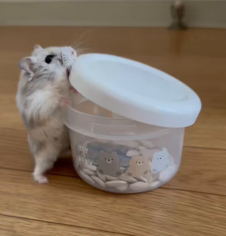 ハムっと🐹みなみ on X: 