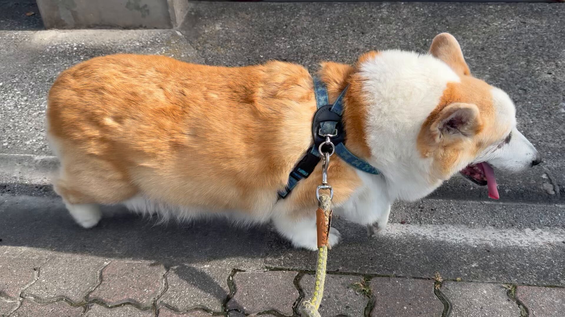 コーギー(4/24生) | 子犬一覧 | 茨城県でブリーダーならSUZUKI