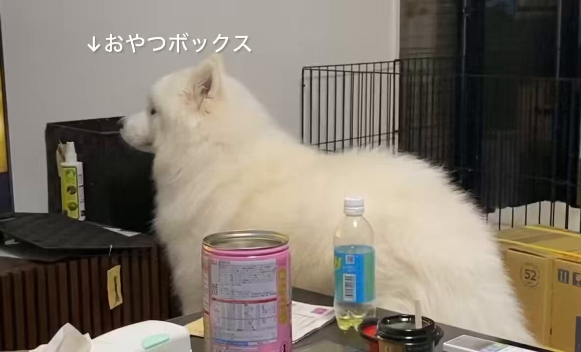 サモエド こはく (@kohaku_Samoyed) / X
