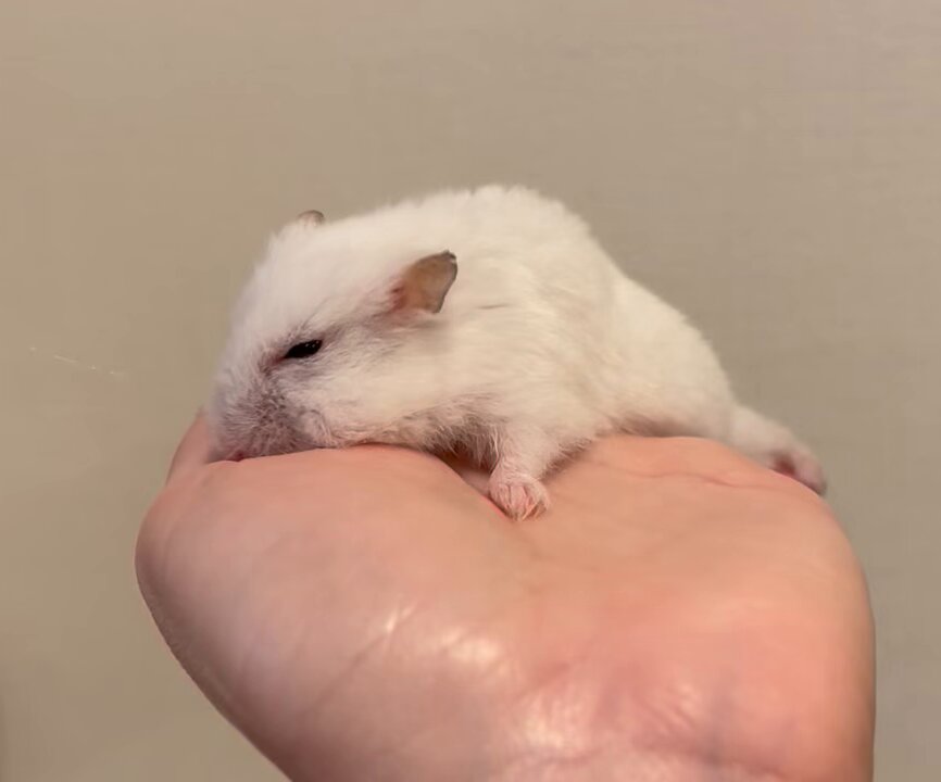 はむちゃん❗️ はむちゃん。 on X: 
