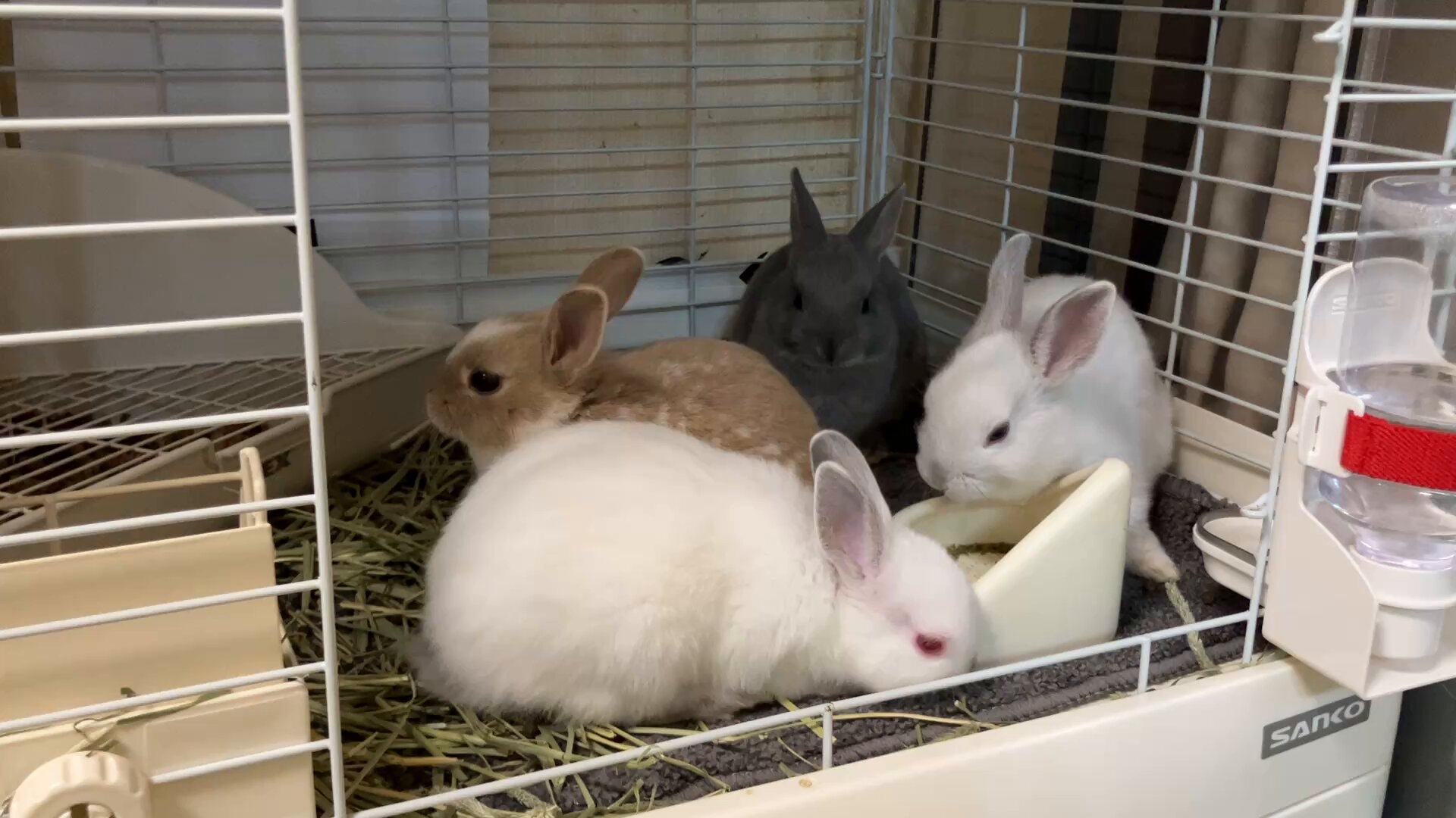 ☆まんまるNEW FACE☆ : うさぎブログ うさぎのしっぽ公式ブログ