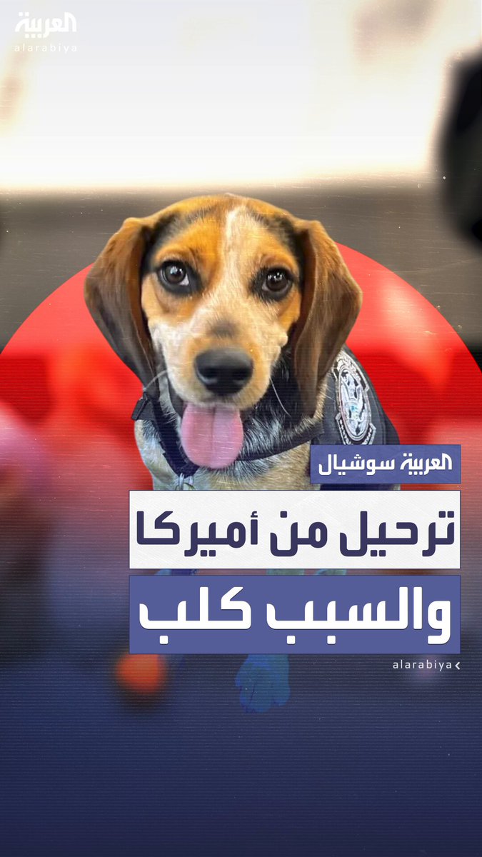 ركله وقذفه في الهواء.. ترحيل مصري من أميركا بعد اعتدائه على كلب جمارك في مطار دوليس 