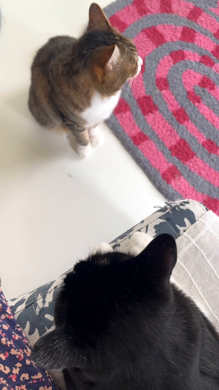 LILI et NENE SENGER（ゼンガー） SENGER Animal Baby Cat