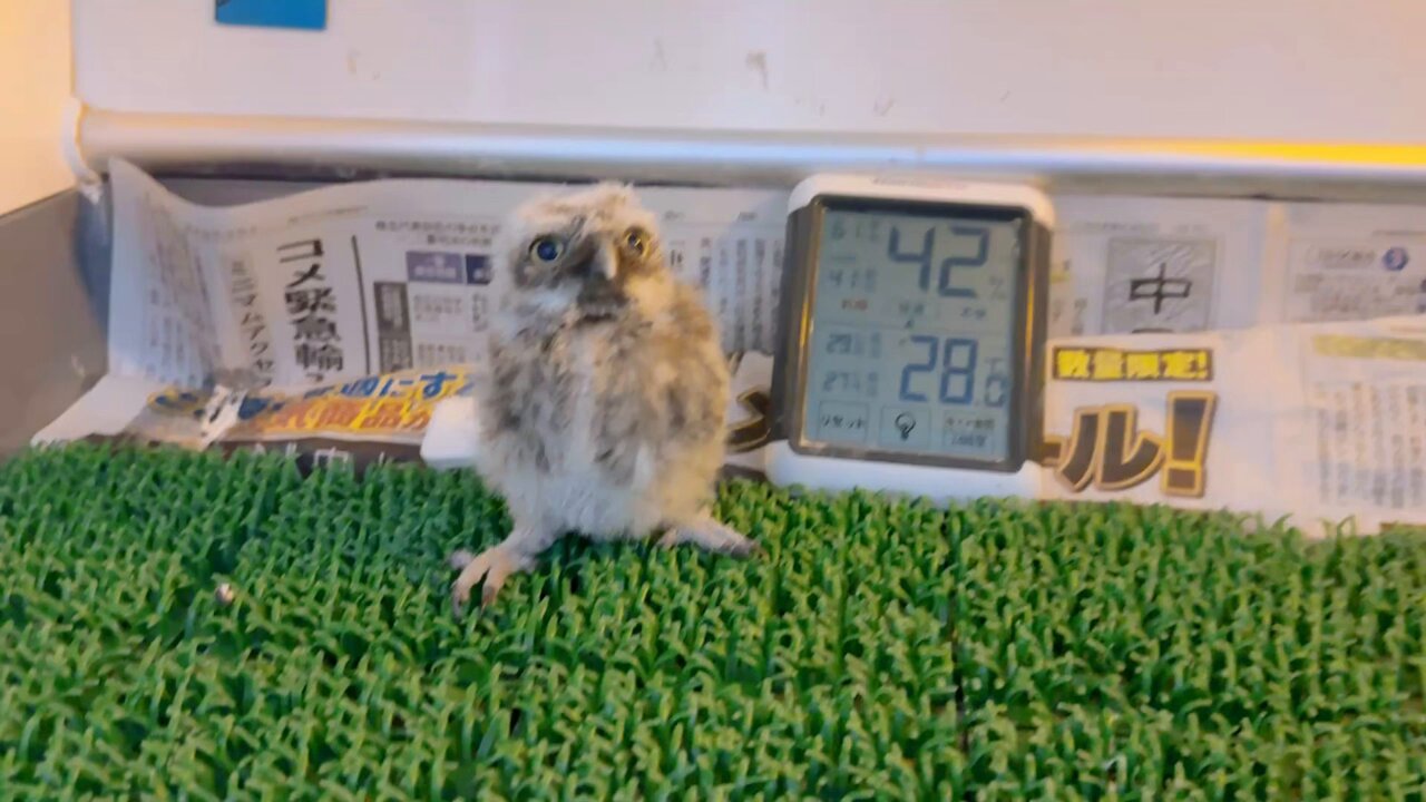 ふくろうふくふくさん専用 YUYAKESHIふくろう 置物 マスコット オブジェ かわいい ミニ 梟
