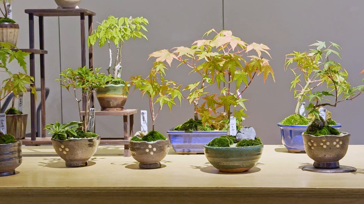 近代出版 編集部 (@kinbon_bonsai) / X