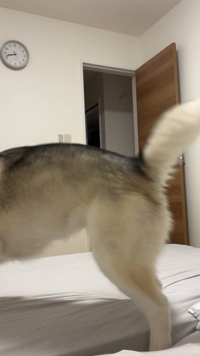SKISOPGO ペットカート 折りたたみ 犬用ベビーカー 小型犬