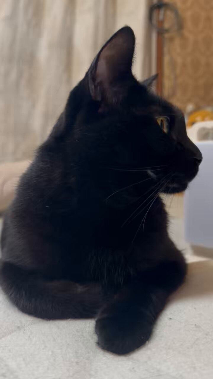 2025-25 秋冬新作  ハイブランドの でかいぬ（ふき🐈コブシ🐈‍⬛） on X:  入浴剤・バスソルト