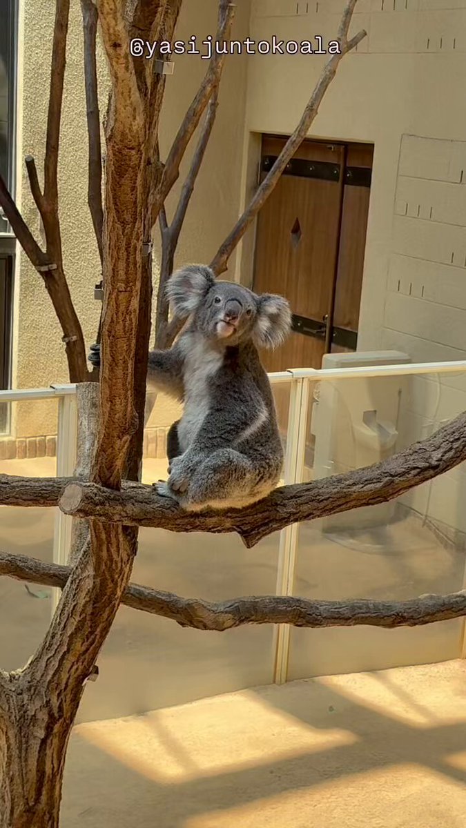 🐨やしじゅん🐨コアラー(2025もコアラ年) | エマがかわいすぎる