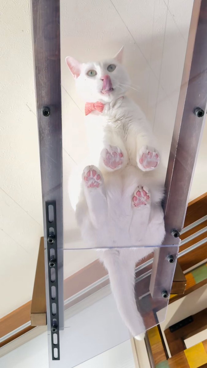 Amazon | FEANDREA キャットタワー 猫タワー スリム 大型猫 多頭